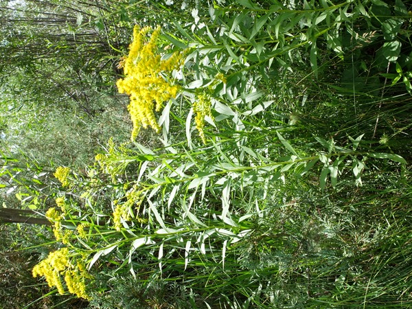 Solidago lepida